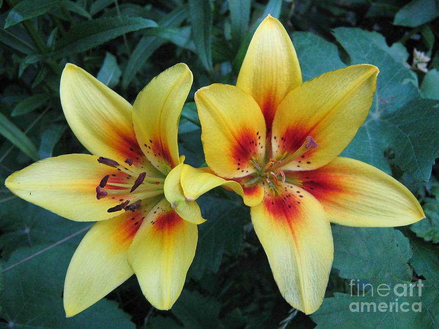 Yellow 'Fire' lilies doing high-five Photograph by Gar Di - Fine Art ...