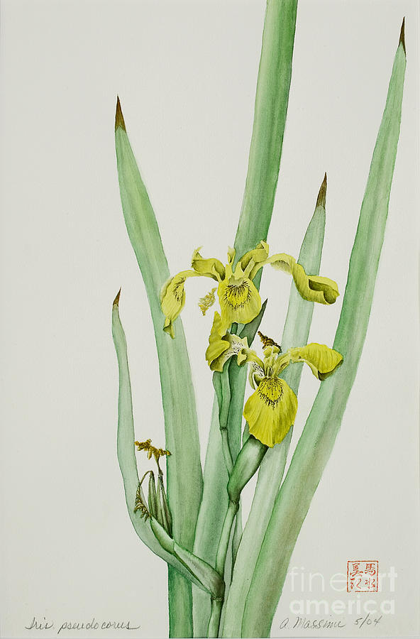 Yellow Flag Iris Painting by Albert Massimi