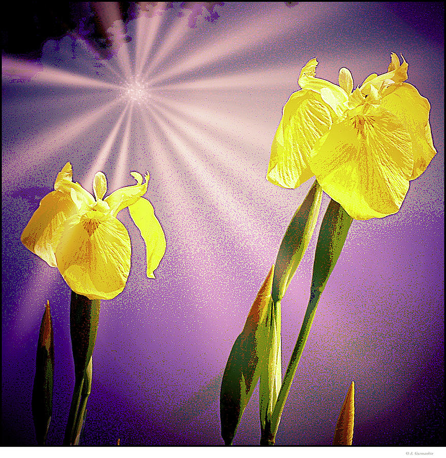 Yellow Flag, Iris Flowers Digital Art by A Macarthur Gurmankin