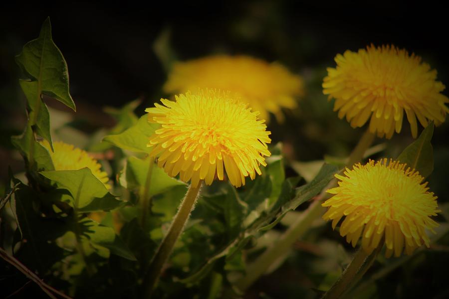 Yellow flakes Photograph by Cozma Mihaela