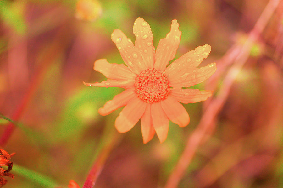 Yellow Flower After The Rain Photograph