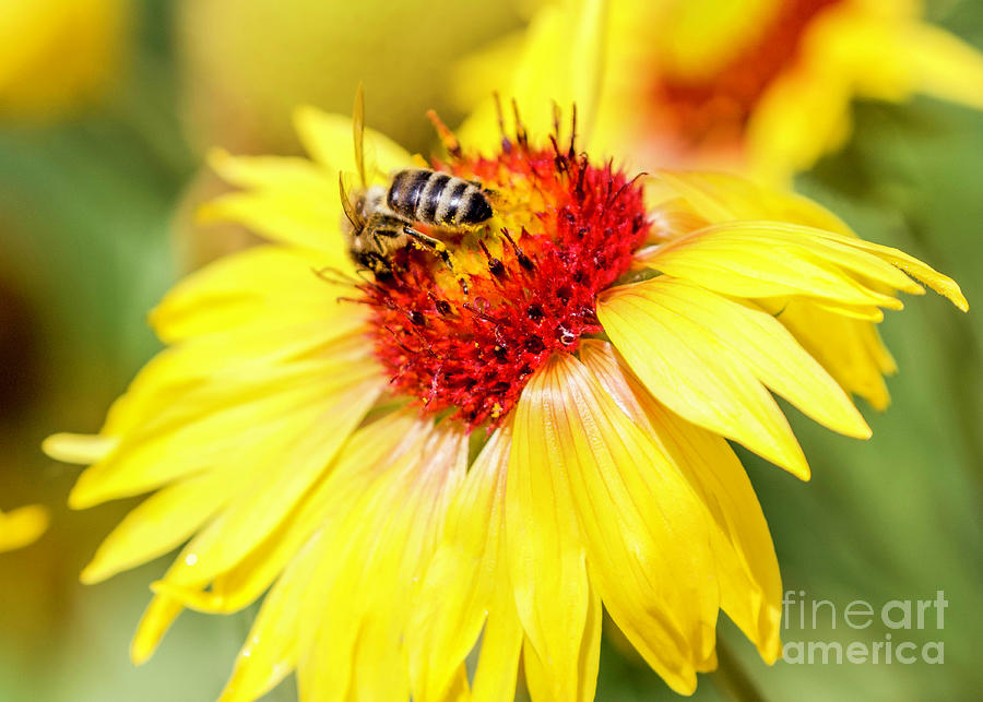 Yellow Flower and Bee Photograph by Shirley Dutchkowski