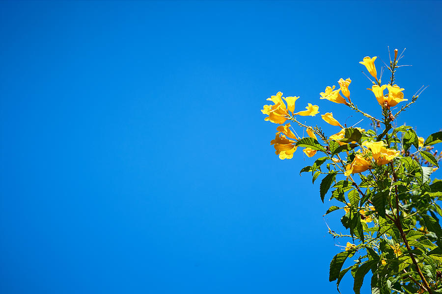 Yellow flower and blue sky Photograph by Tuckraider