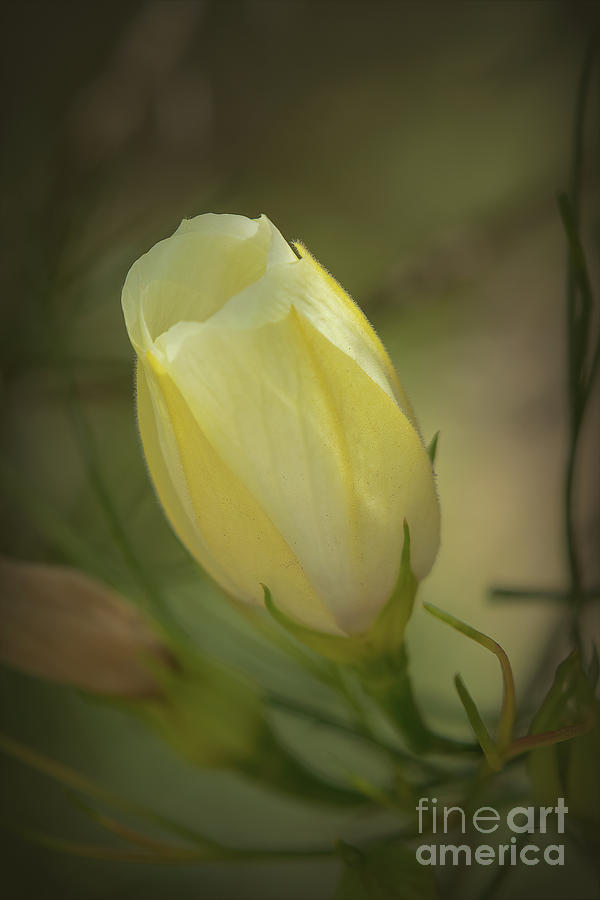 Yellow Flower Bud Photograph by Elaine Teague