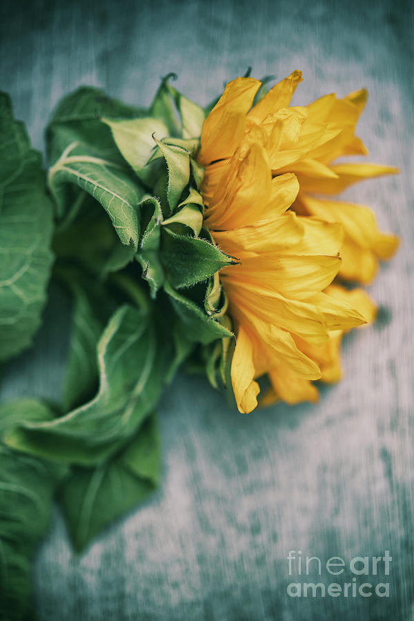 Yellow Flower Photograph by David Lichtneker