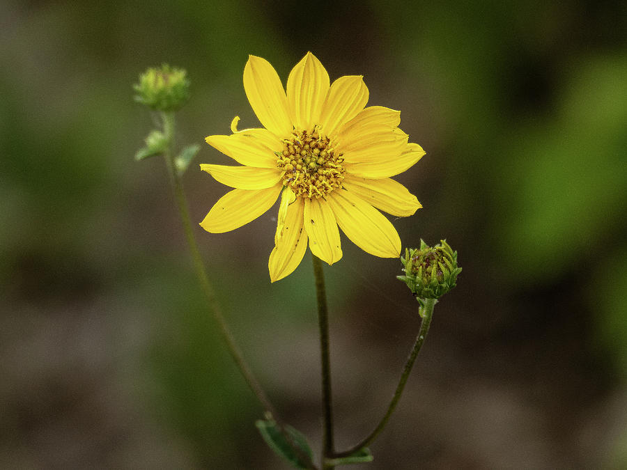 Yellow Flower Photograph by David Morehead