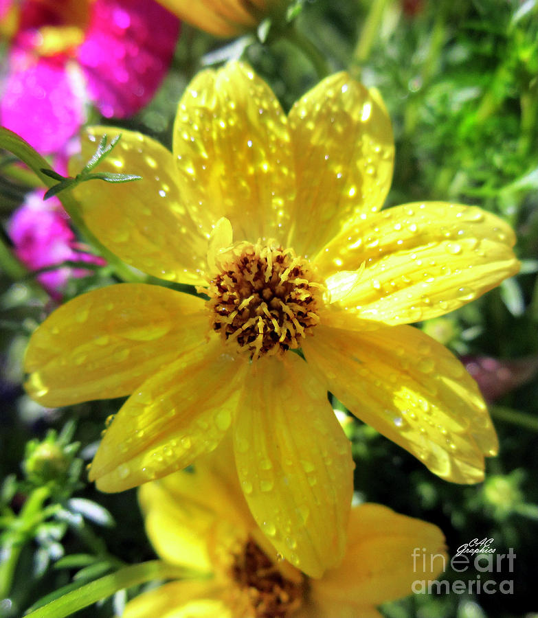 Yellow Flower Droplets Photograph by CAC Graphics
