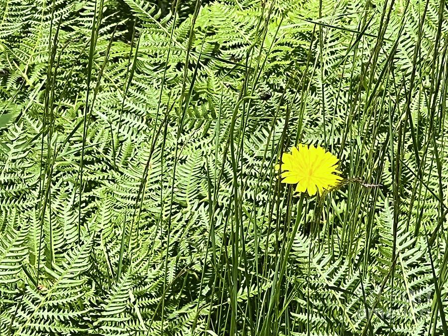 Yellow Flower Green Ferns Photograph by Kristen Kennedy