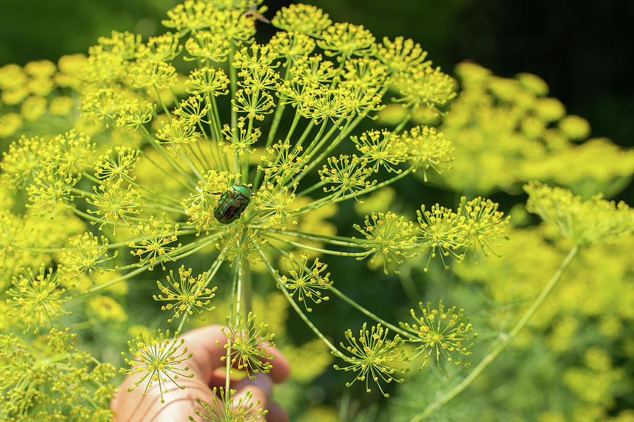 Summer Photograph - Yellow Flower Head Of Dill by Damian Pawlos