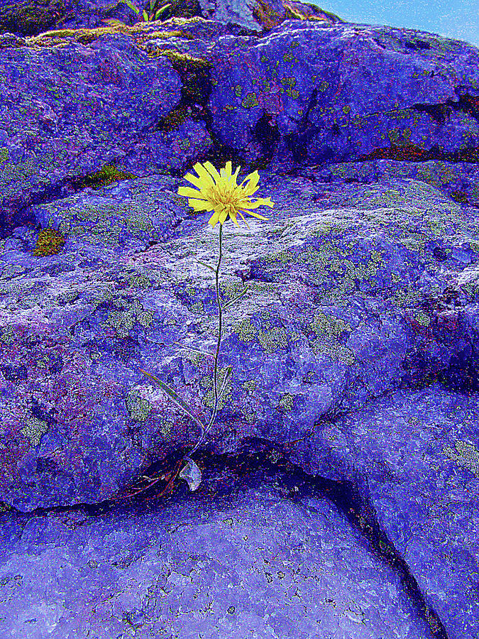 Yellow Flower in the Blue Rocks Mixed Media by Alex Mir