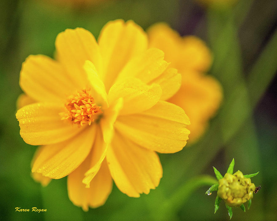 Yellow Flower Photograph by Karen Regan
