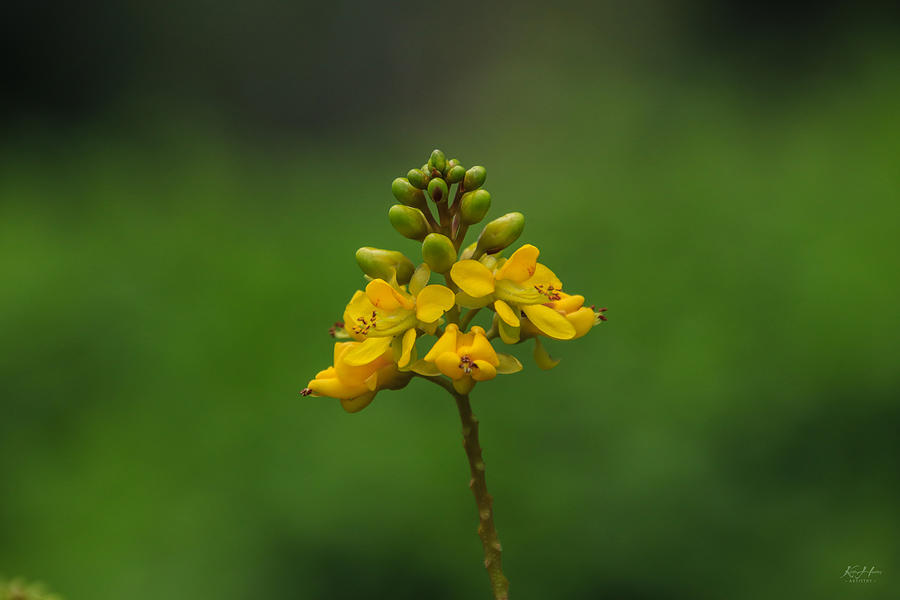 Yellow Flower Photograph by Keith Hawley