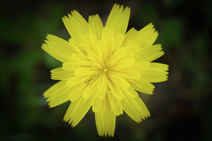 Yellow Flower Photograph by Mike Fusaro