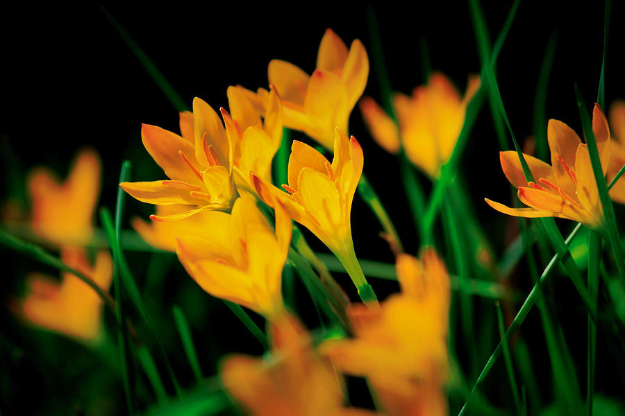 Some Yellow Flowers Photograph