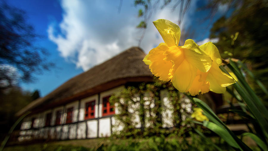 Yellow flower old house Photograph by Karlaage Isaksen