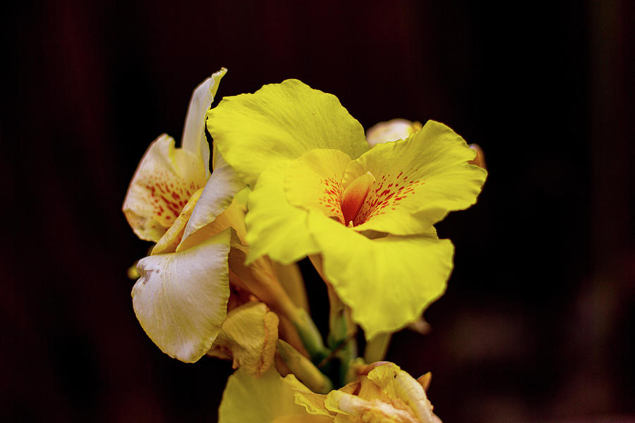 Yellow Flower on Black Photograph by Randy Bayne