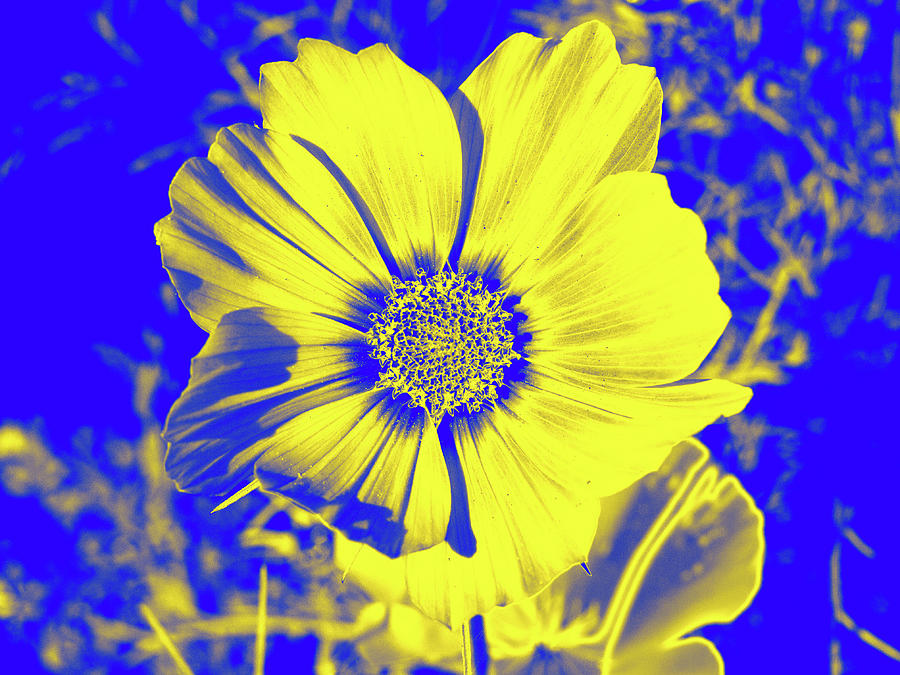 Yellow Flower On Blue Digital Art by David Desautel