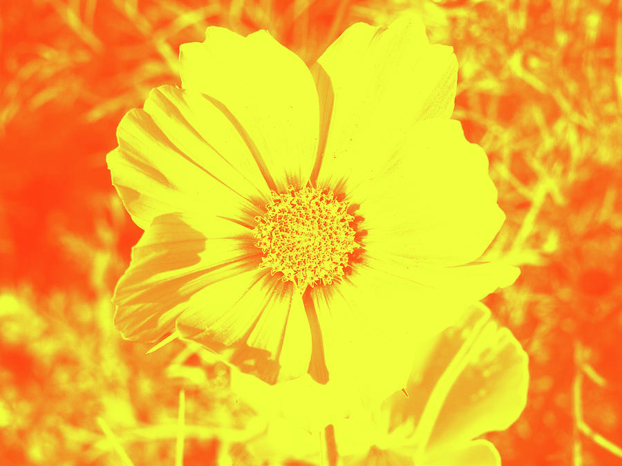 Yellow Flower On Orange Digital Art by David Desautel