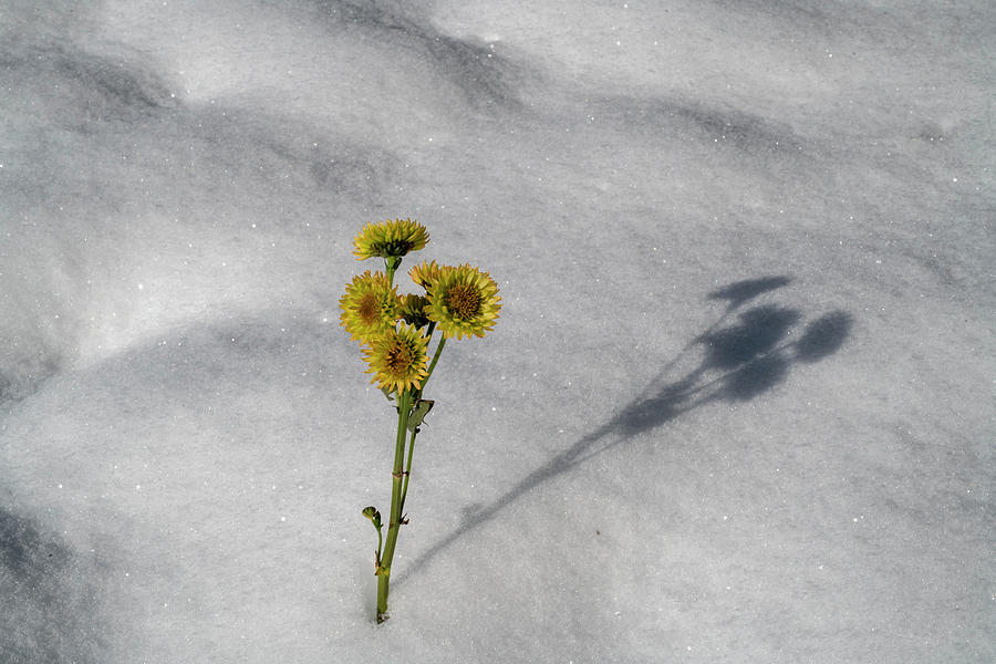 Yellow flower planted in the snow Photograph by Dan Friend