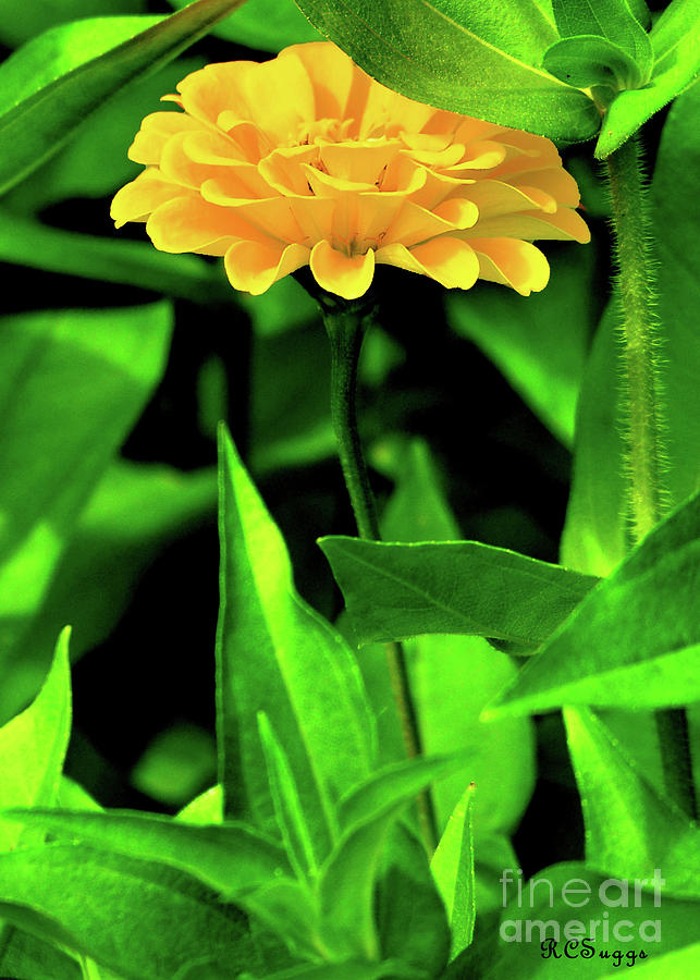 Yellow Flower Photograph by Robert Suggs