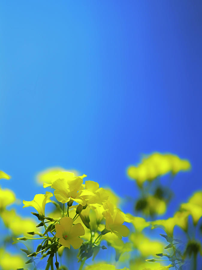 Yellow Flower Symphony 8 - Bermuda Buttercup - Oxalis Pes-caprae Photograph