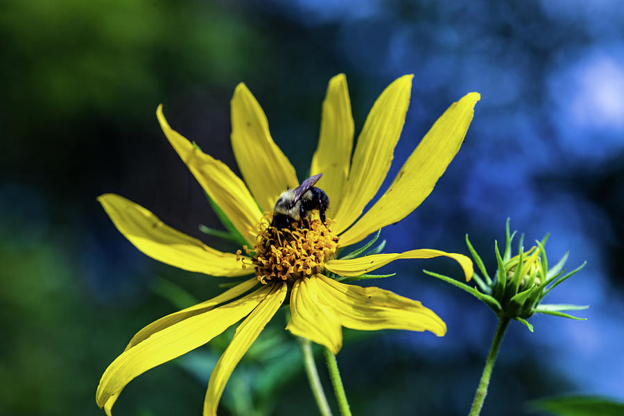 Yellow Flower with Bee Photograph by Amelia Pearn