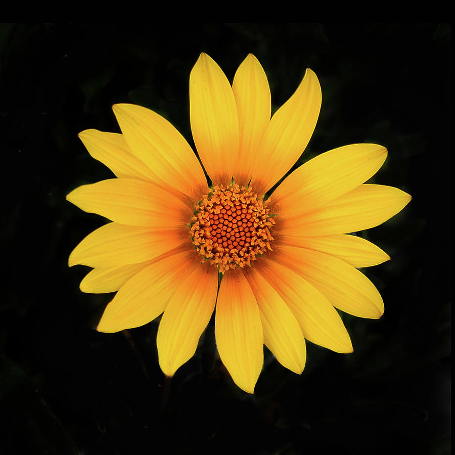 Yellow Flower with Black BG Photograph by Mark Bloom