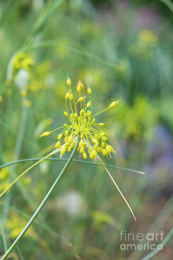 Yellow Flowered Garlic Photograph by Tim Gainey