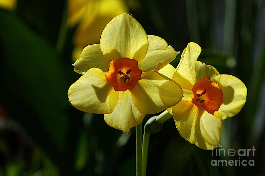 Yellow Flowers 3 Photograph by Jean Bernard Roussilhe