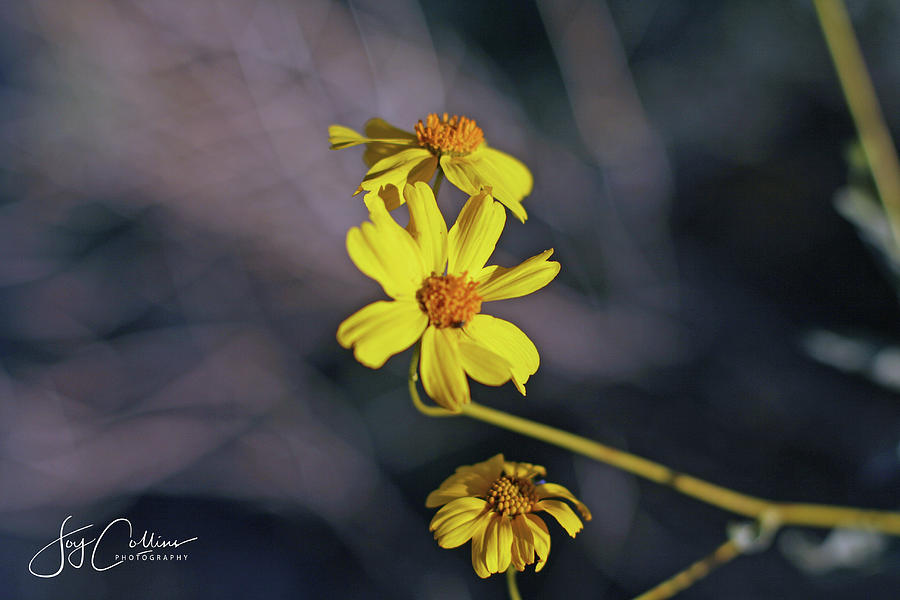 Yellow flowers 3 Photograph by Joy Collins Yellow flowers 3 Photograph by Joy Collins