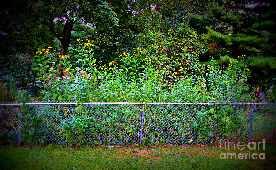 Yellow Flowers And The Fence Photograph