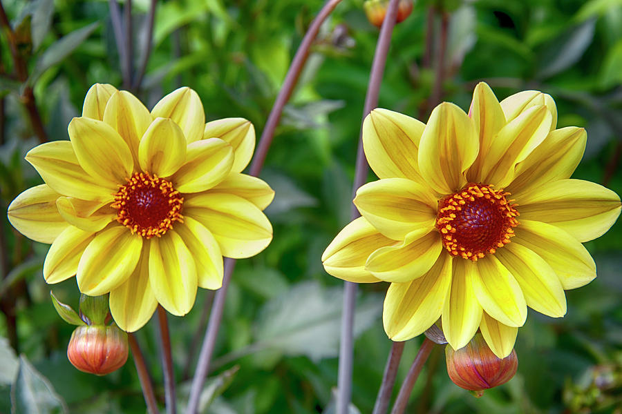 Yellow Flowers Photograph by Anthony M Davis
