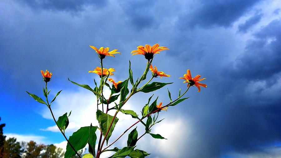 Yellow Flowers, Blue Sky Photograph by Amanda Rae