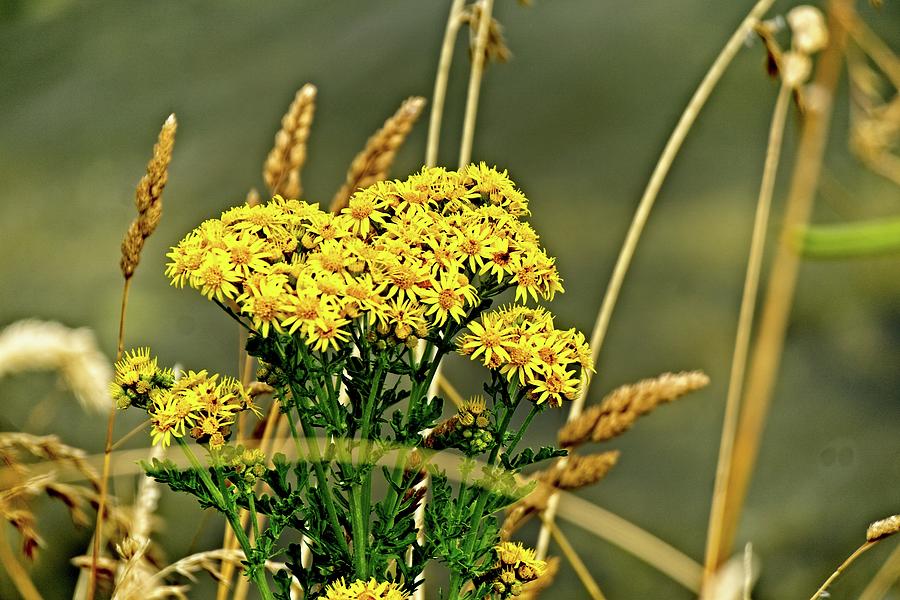 Yellow Flowers, Brown Stalks Photograph by David Desautel
