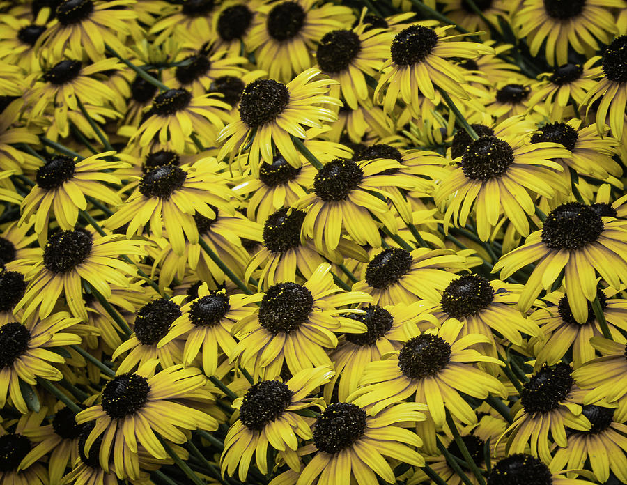 Yellow Flowers Photograph by David Morehead