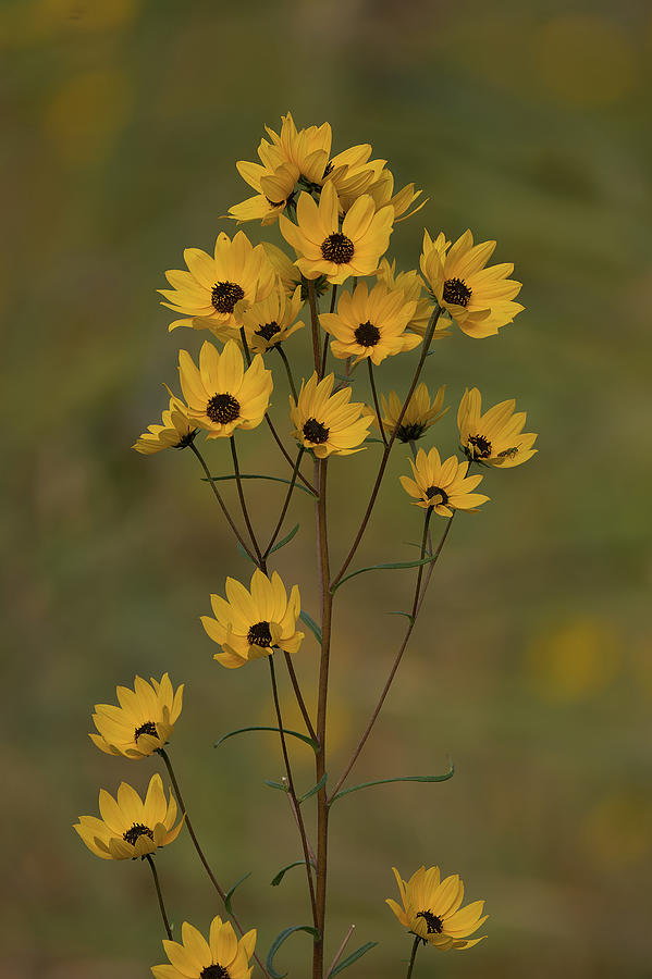 Yellow Flowers Photograph by Deborah Ritch