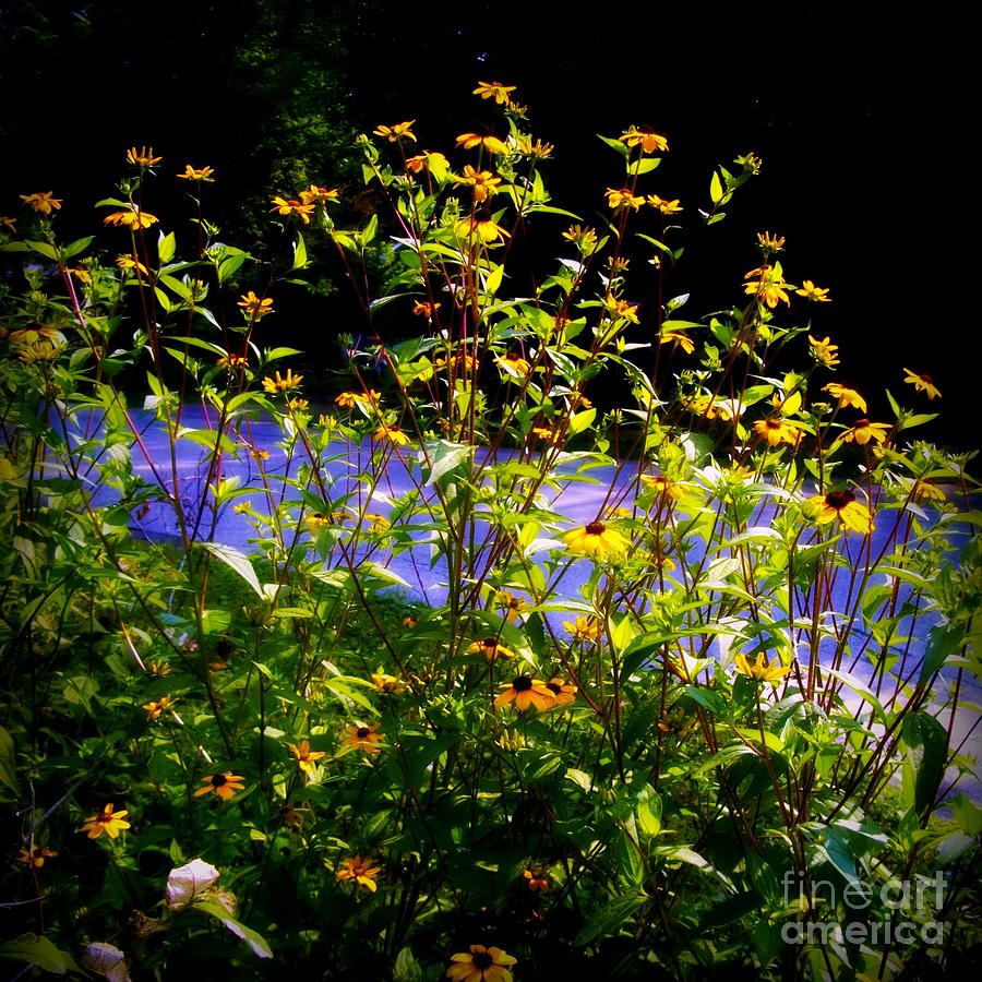 Yellow Flowers Down The Road - Square - Frank J Casella Photograph by Frank J Casella