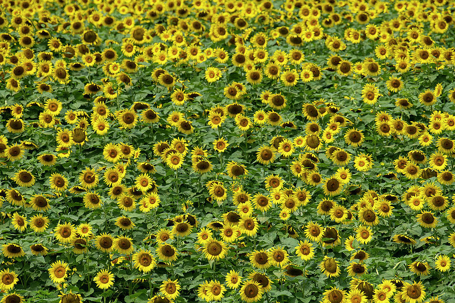 Yellow flowers facing the sun Photograph by Dan Friend