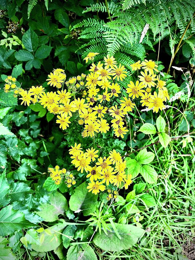 Yellow Flowers Photograph by Gordon James