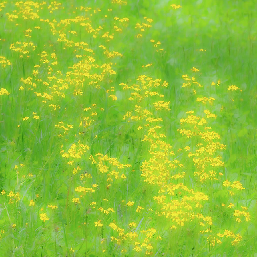 Yellow Flowers Green Grass fx 503 Photograph by Dan Carmichael