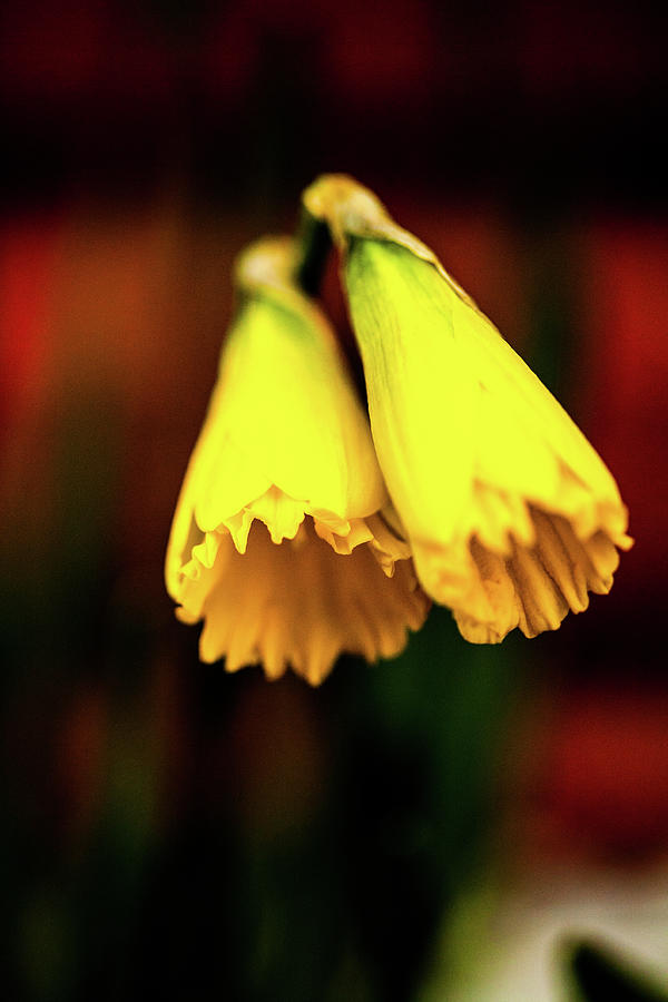 Yellow Flowers Photograph by Hakon Soreide