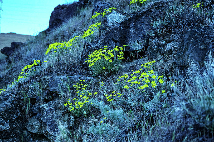Yellow flowers hillside Photograph by Jeff Swan