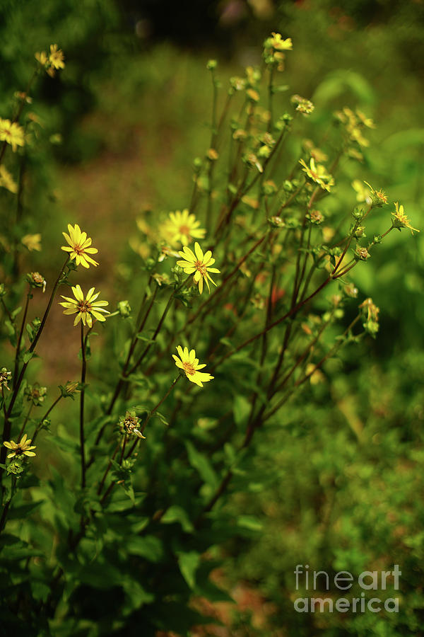 Rosinweed Photograph - Yellow Flowers In The Garden, Rosinweed by Felix Lai Rosinweed Photograph - Yellow Flowers In The Garden, Rosinweed by Felix Lai