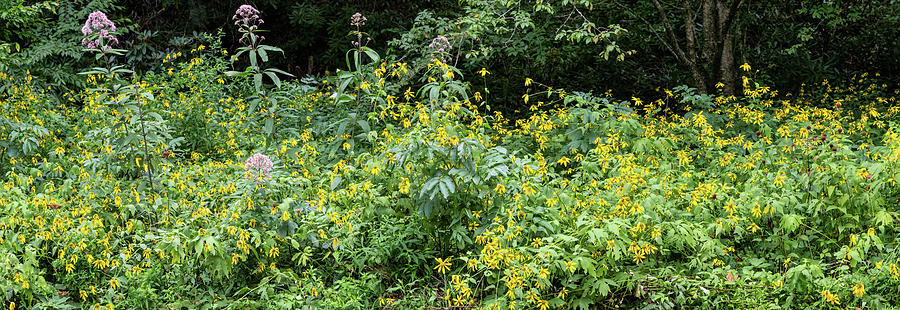 Mountain Photograph - Yellow Flowers in the Mountains Panorama 108 by Dan Carmichael