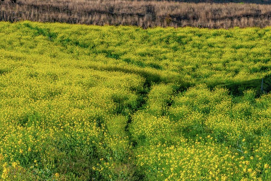 Yellow flowers known as common giant mustard in agricultural fields ...