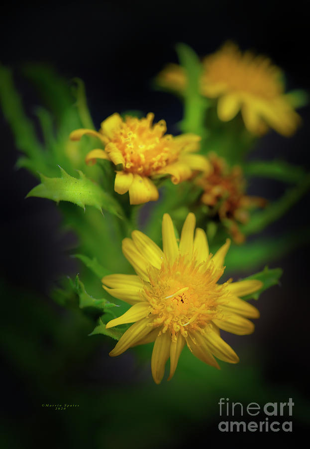 Yellow Flowers Photograph by Marvin Spates