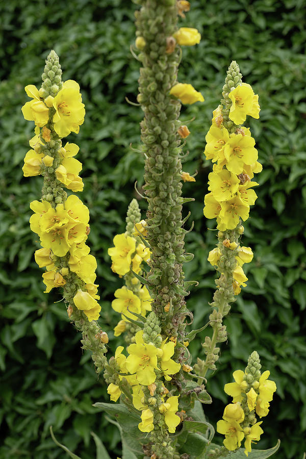 Yellow Flowers Of Denseflower Mullein Photograph by Artur Bogacki
