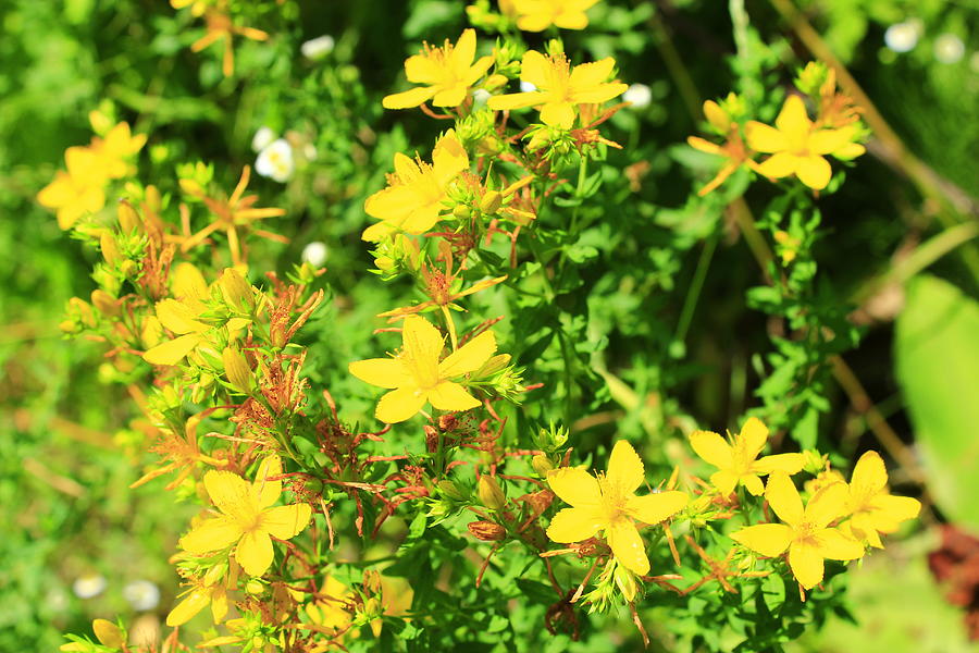 Yellow flowers of St.-Johns wort Photograph by Alexmak72427