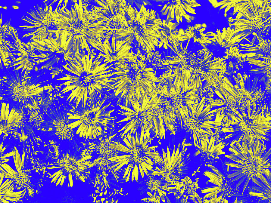 Yellow Flowers On Blue Digital Art by David Desautel