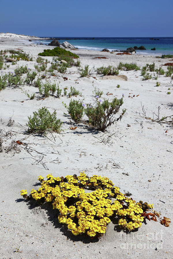 Yellow flowers on the beach Chile Photograph by James Brunker